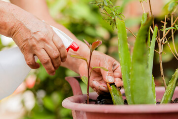 Adult woman's hands watering the plants in the vegetable garden, sustainable urban agriculture concept.