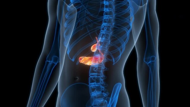 Human Internal Organ Pancreas with Gallbladder Anatomy Animation Concept