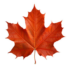 Fototapeta premium maple leaf isolated