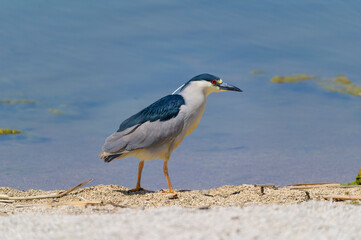 Black-Crowned Night-Heron at Howard Marsh Metropark