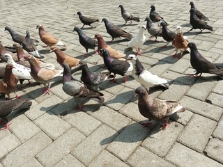Fototapeta premium pigeons on the street