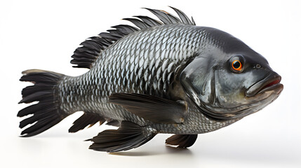 carp fish isolated on white background - obrazy, fototapety, plakaty