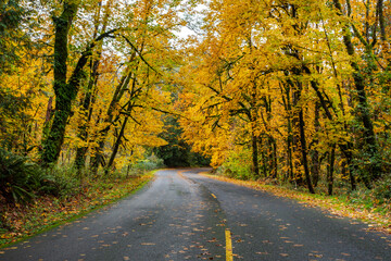 Autumn forest road, golden trees surround the way