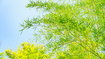 笹と空