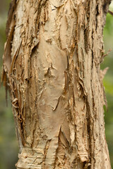 Melaleuca . Paperbark. Close-up of the trunk of a tea tree. Melaleuca pentavelin