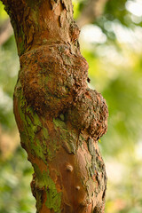 Close-up of the trunk of a myrtle tree. Myrtus communis Microphylla.