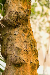 Schinus. Trunk of a pepper tree close-up