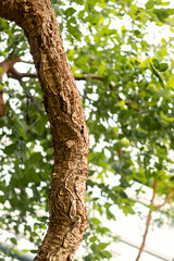A large branch and leaves of a cork oak tree. Quercus suber L.