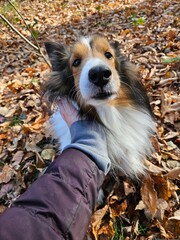 dog in park