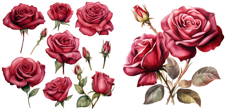 Burgundy rose watercolor illustration clipart. Generative AI