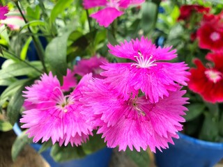 pink chrysanthemum flowers