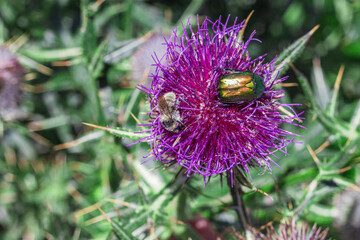 Cetonia aurata, known as the rose chafer, on field thistle