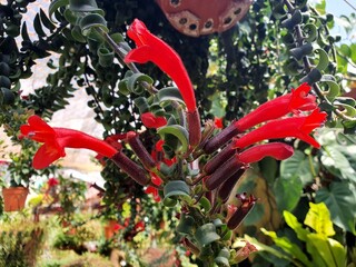 red and yellow flowers