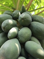 green papaya fruit on a tree that is not yet ripe. Photo taken from below during the day
