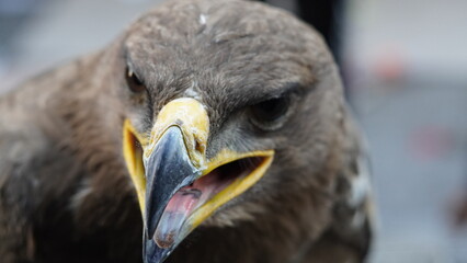 Wild birds The falcon has an open, sharp beak.
..