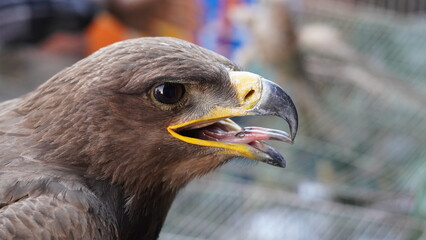 Wild birds The falcon has an open, sharp beak.
