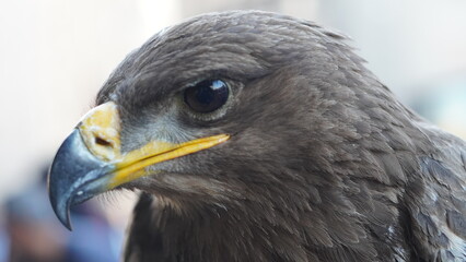 portrait of a vulture