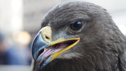 portrait of a vulture