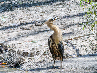 Blue Heron Aroused And Squawking