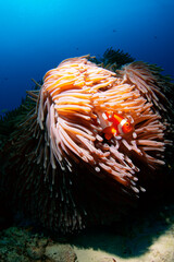 カクレクマノミとイソギンチャク