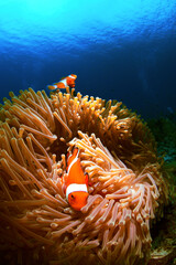 カクレクマノミとイソギンチャク