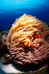 カクレクマノミとイソギンチャク