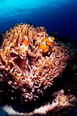 カクレクマノミとイソギンチャク