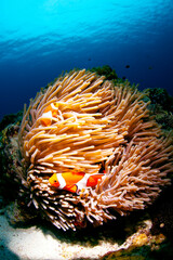 カクレクマノミとイソギンチャク