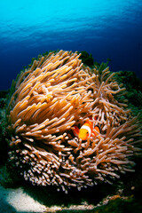 カクレクマノミとイソギンチャク