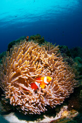 カクレクマノミとイソギンチャク