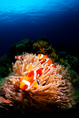 カクレクマノミとイソギンチャク