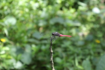 Side view of a male crimson tailed marsh hawk dragonfly sits on top of a stem tip