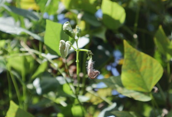 An immature Winged bean pod and the wilted bean flower that remains attached to it