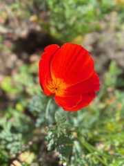 Red Orange Hybrid California Poppy