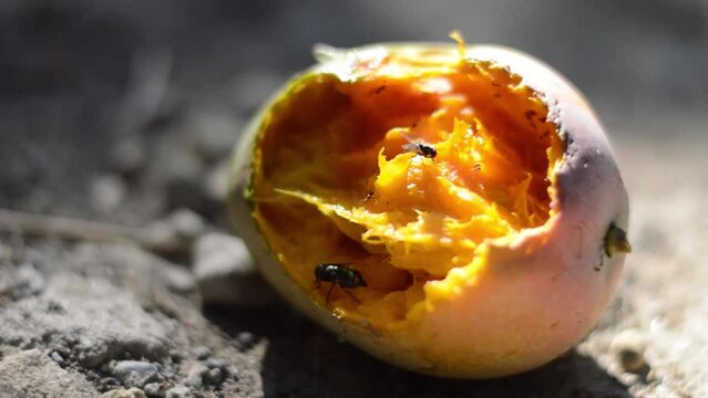 video footage of flies surrounding mangoes, flies eating mangoes