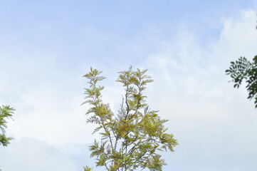 Grevillea robusta, Silky oak or Australian silver oak or Silk Oak or Silky Oak and sky