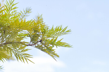 Grevillea robusta, Silky oak or Australian silver oak or Silk Oak or Silky Oak and sky