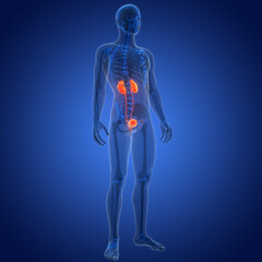 Human Urinary System Kidneys with Bladder Anatomy