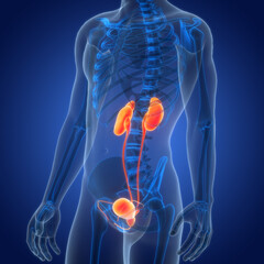Human Urinary System Kidneys with Bladder Anatomy