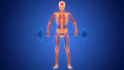 Human Skeleton System Bone Joints Anatomy
