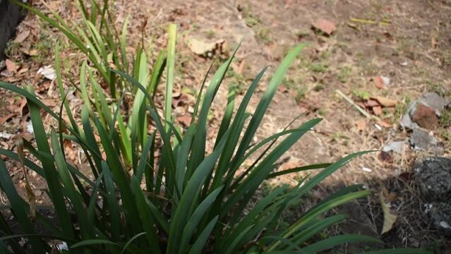 Footage of plant, slender lady fern or rhapis excelsa blowing in strong wind