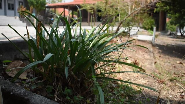 Footage of plant, slender lady fern or rhapis excelsa blowing in strong wind