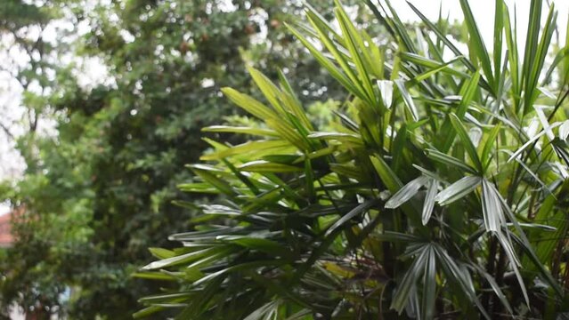 Footage of plant, slender lady fern or rhapis excelsa blowing in strong wind