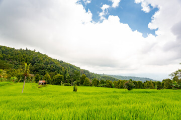 Rice fields near Munduk, Bali	