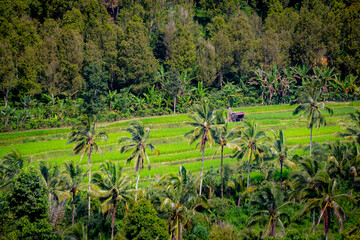 Fototapeta na wymiar Rice fields near Munduk, Bali 