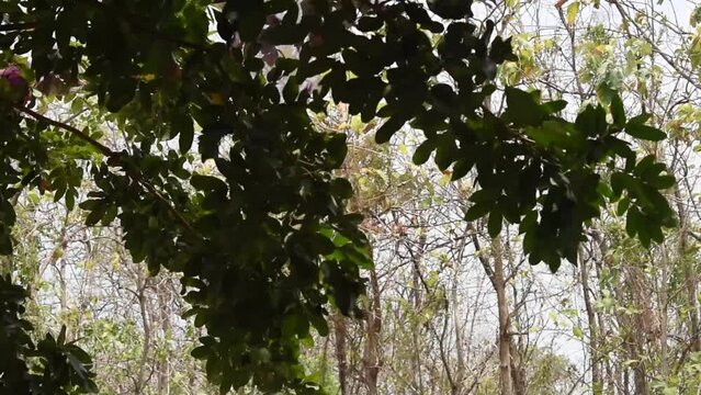 Footage of plant, slender lady fern or rhapis excelsa blowing in strong wind