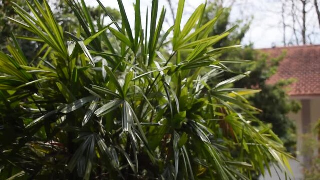 Footage of plant, slender lady fern or rhapis excelsa blowing in strong wind