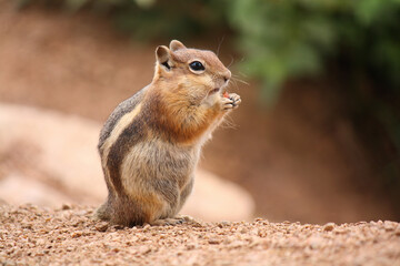 Chipmunk Eating