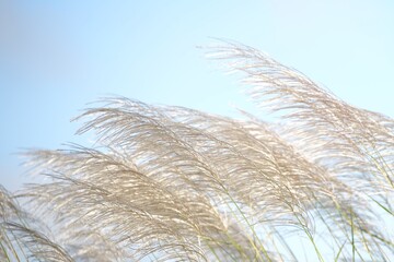 Mission Grass. and beautiful blue sky.