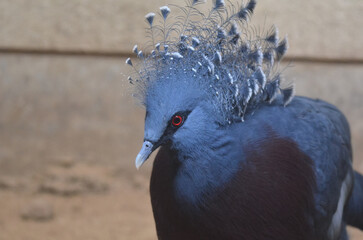 青い鳥　オウギバト